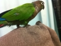 [Conure][ウロコインコ]