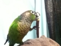 [Conure][ウロコインコ]