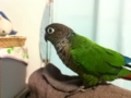 [Conure][ウロコインコ]