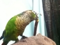 [Conure][ウロコインコ]