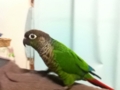 [Conure][ウロコインコ]