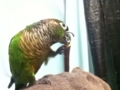 [Conure][ウロコインコ]