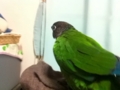 [Conure][ウロコインコ]