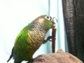 [Conure][ウロコインコ]