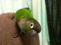 [Conure][ウロコインコ]