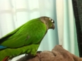 [Conure][ウロコインコ]