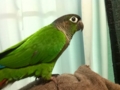 [Conure][ウロコインコ]