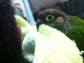 [Conure][ウロコインコ]