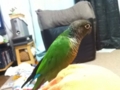 [Conure][ウロコインコ]