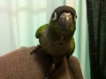 [Conure][ウロコインコ]