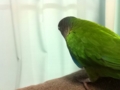 [Conure][ウロコインコ]