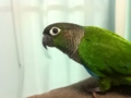 [Conure][ウロコインコ]