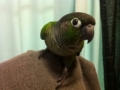 [Conure][ウロコインコ]