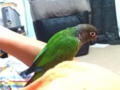 [Conure][ウロコインコ]