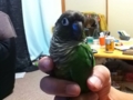 [Conure][ウロコインコ]