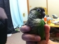 [Conure][ウロコインコ]