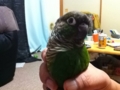 [Conure][ウロコインコ]