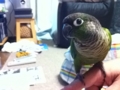 [Conure][ウロコインコ]