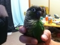 [Conure][ウロコインコ]