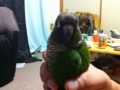 [Conure][ウロコインコ]