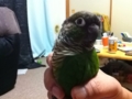 [Conure][ウロコインコ]