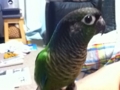 [Conure][ウロコインコ]