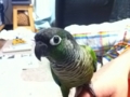 [Conure][ウロコインコ]