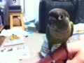 [Conure][ウロコインコ]