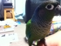 [Conure][ウロコインコ]