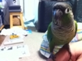 [Conure][ウロコインコ]