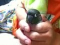 [Conure][ウロコインコ]