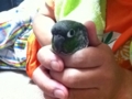 [Conure][ウロコインコ]