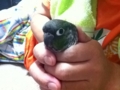 [Conure][ウロコインコ]