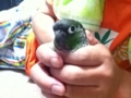 [Conure][ウロコインコ]