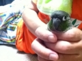 [Conure][ウロコインコ]