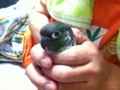 [Conure][ウロコインコ]