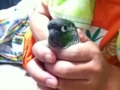 [Conure][ウロコインコ]