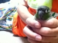 [Conure][ウロコインコ]