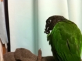 [Conure][ウロコインコ]