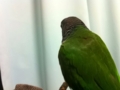 [Conure][ウロコインコ]