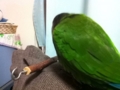 [Conure][ウロコインコ]