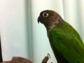 [Conure][ウロコインコ]