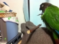 [Conure][ウロコインコ]