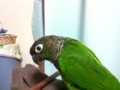 [Conure][ウロコインコ]