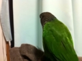 [Conure][ウロコインコ]