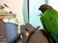 [Conure][ウロコインコ]