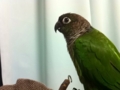 [Conure][ウロコインコ]