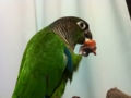 [Conure][ウロコインコ]