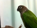 [Conure][ウロコインコ]