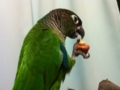 [Conure][ウロコインコ]